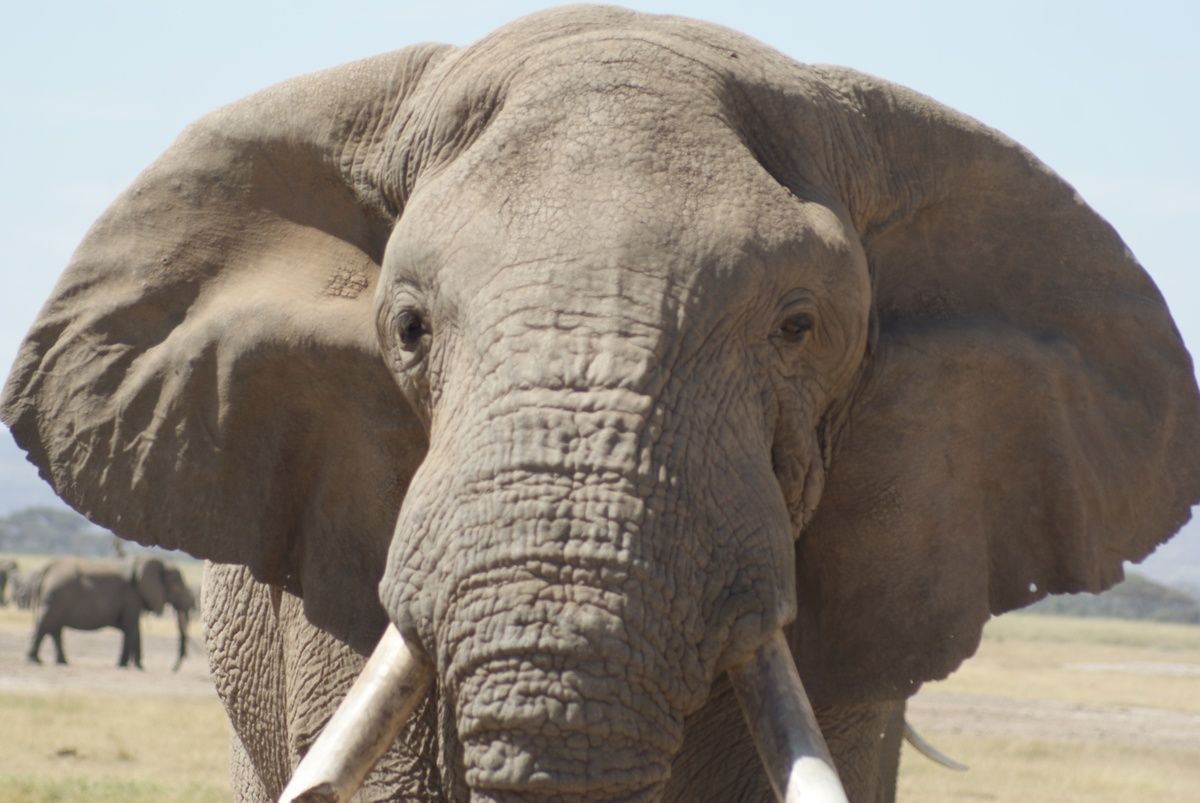 eTA: Autorización Electrónica para viajar a Kenia.